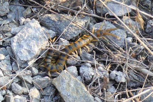Réf. 266 668 : Scolopendra cingulata